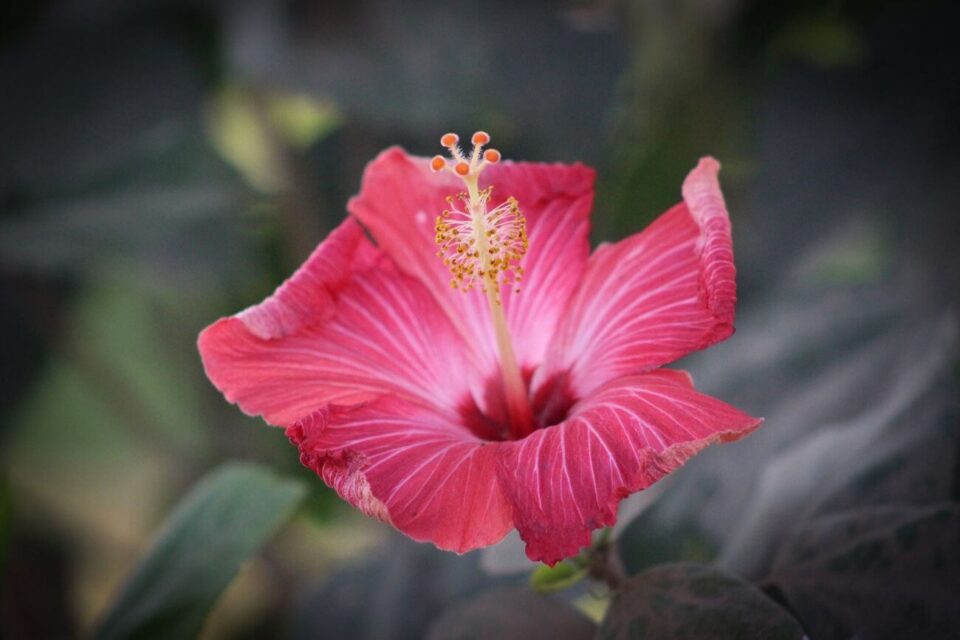 Jak zabezpieczyć hibiskusa na zimę