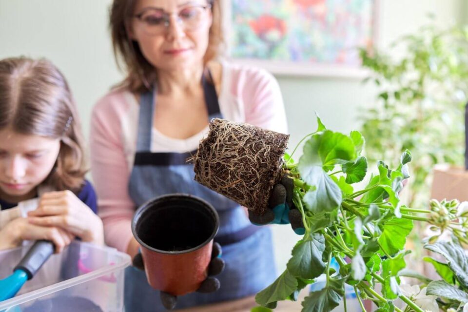 rozmnażanie pelargonii w listopadzie