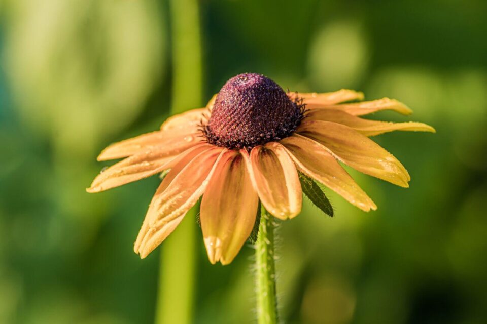 rudbekia zimowanie