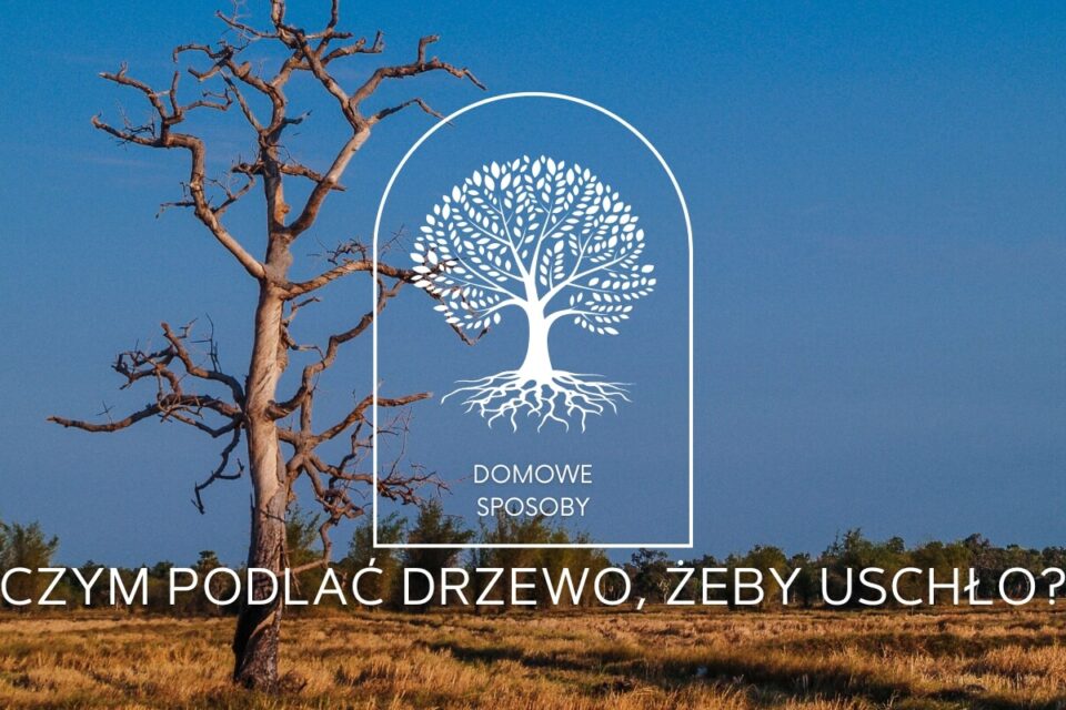 czym podlać drzewo żeby uschło