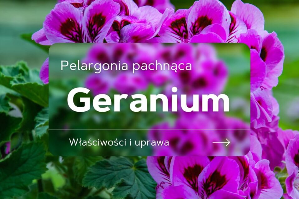 geranium