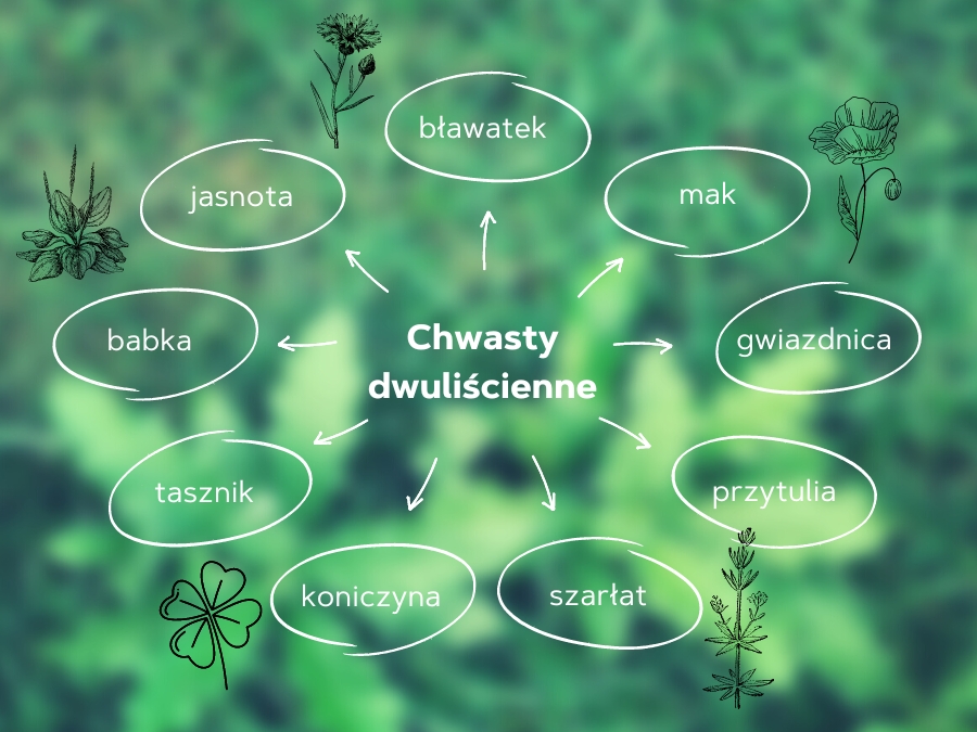Rośliny dwuliścienne jako chwasty w ogrodzie - Rośliny