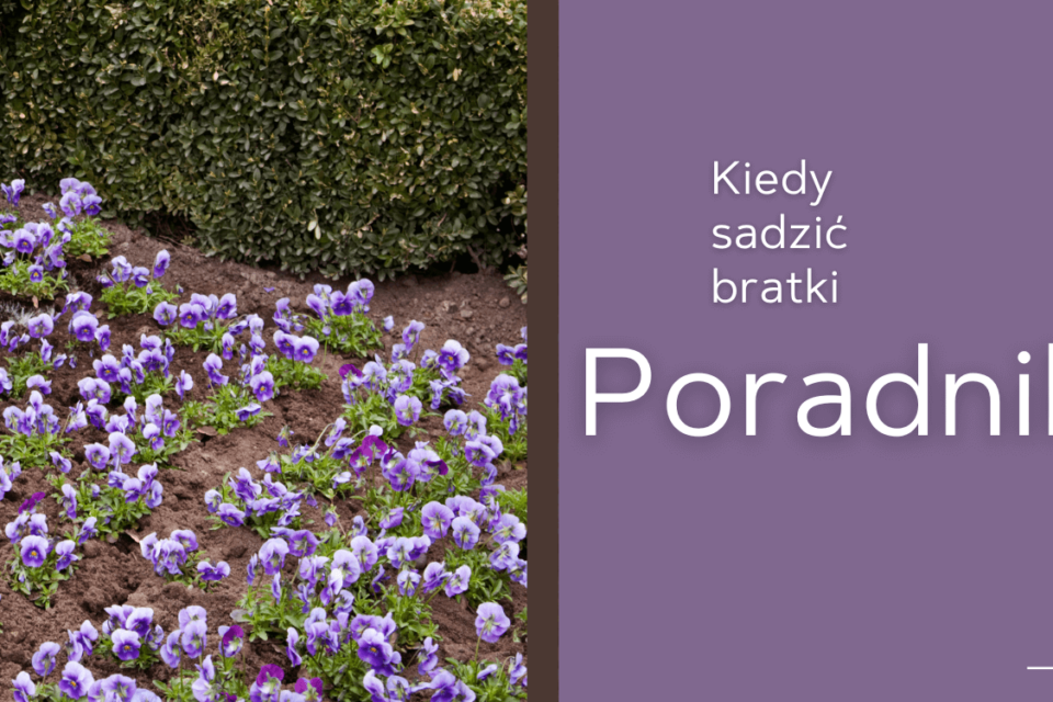 bratki kiedy sadzić