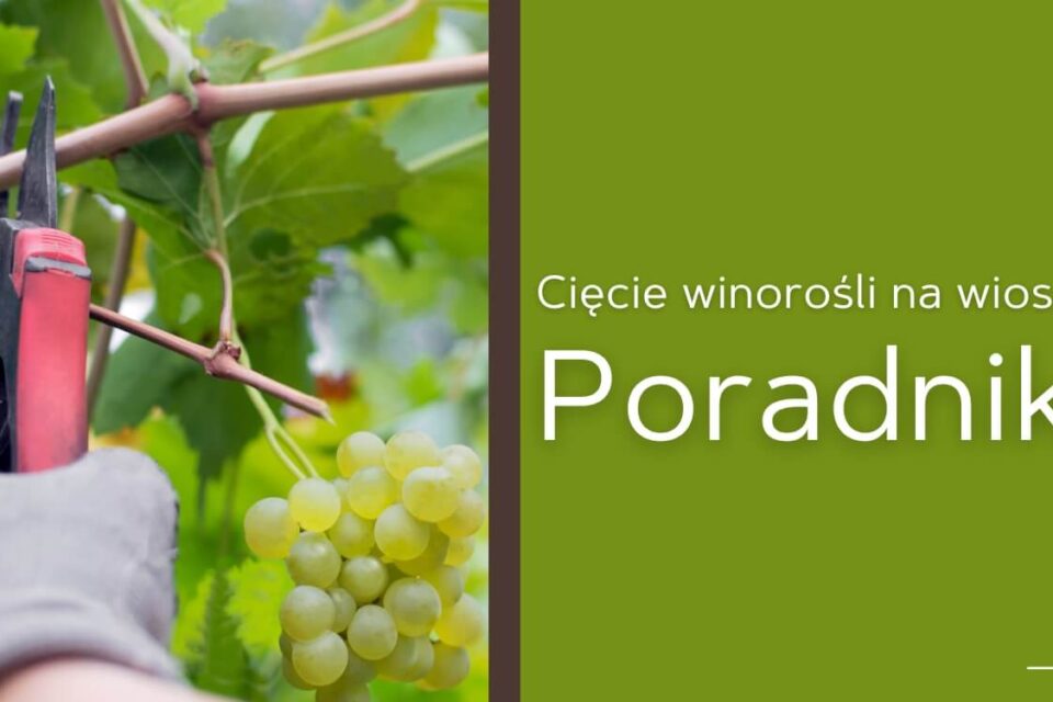 cięcie winorośli na wiosnę