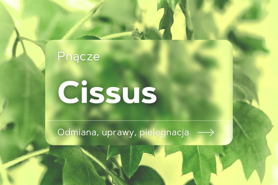 cissus