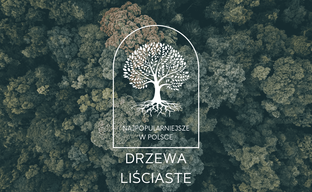 Drzewa liściaste w Polsce – opisy, cechy
