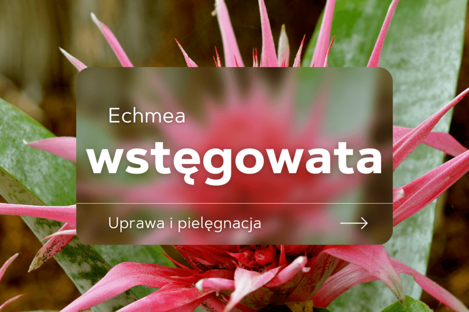 echmea wstęgowata