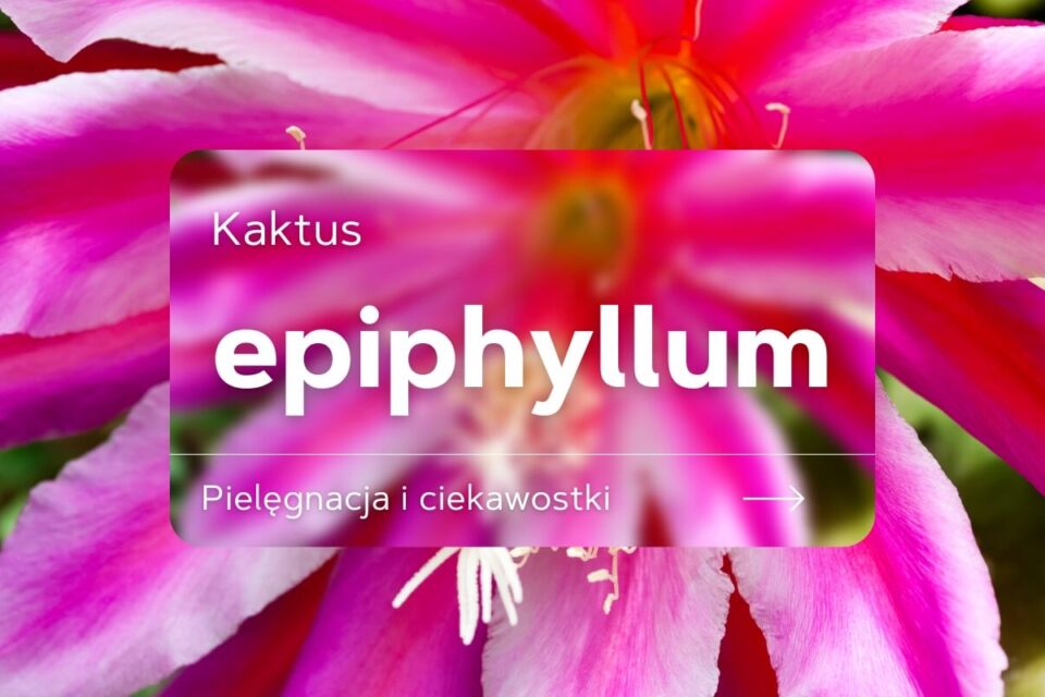 epiphyllum