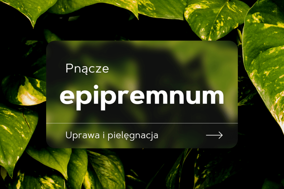 epipremnum