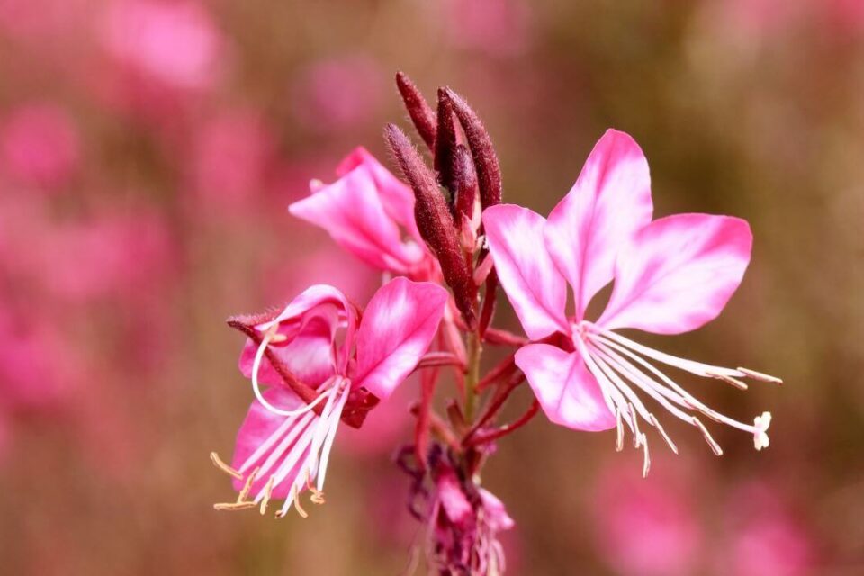 Gaura po zimie