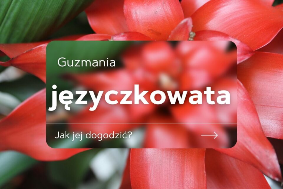 guzmania języczkowata