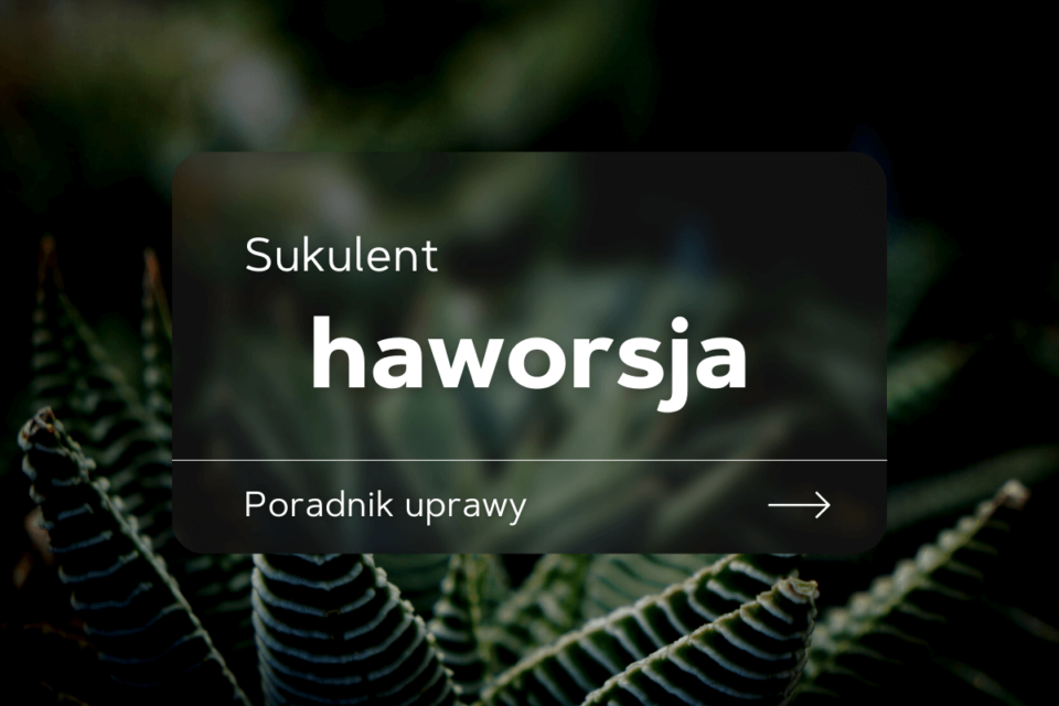 haworsja