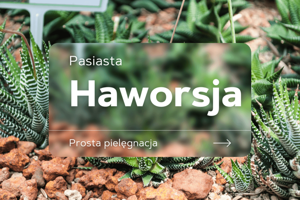 haworsja pasiasta