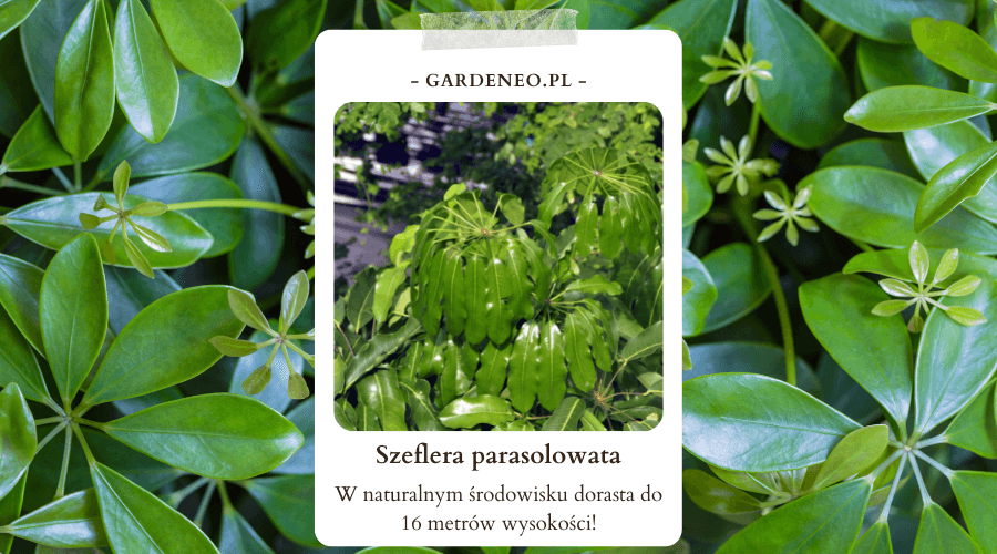 Szeflera Parasolowata Zastosowanie Uprawa I Piel gnacja