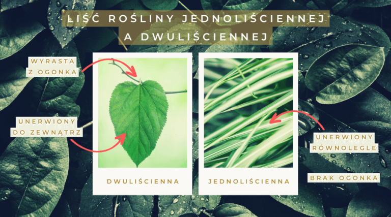 Rośliny dwuliścienne jako chwasty w ogrodzie - Rośliny