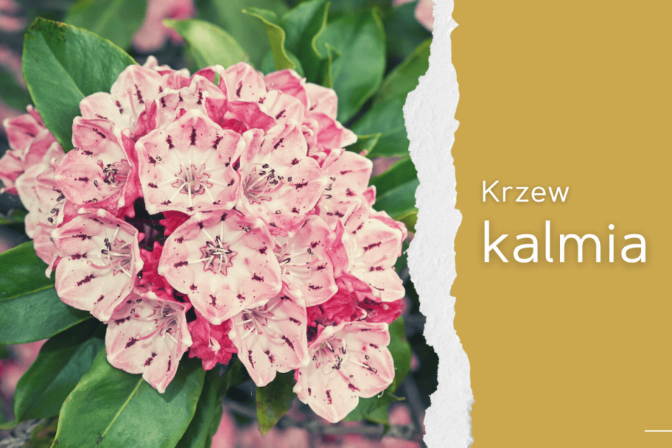 kalmia