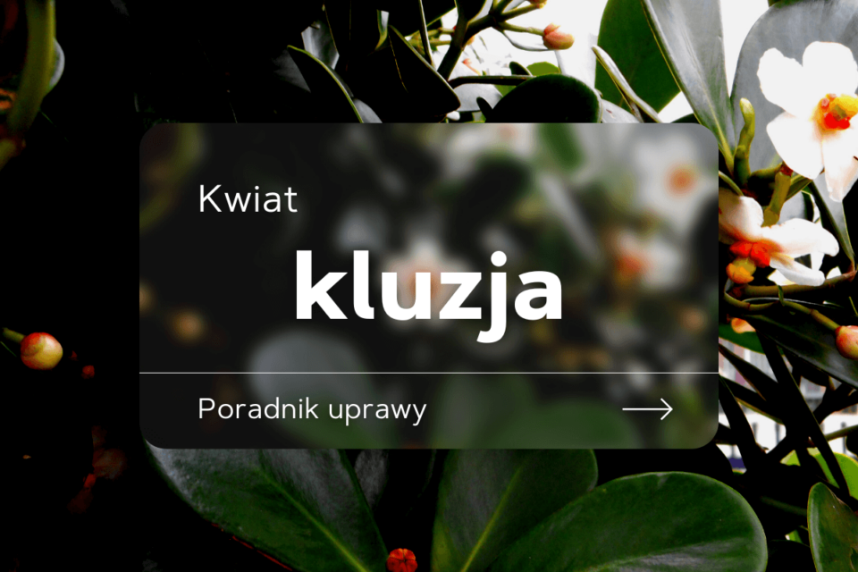 kluzja