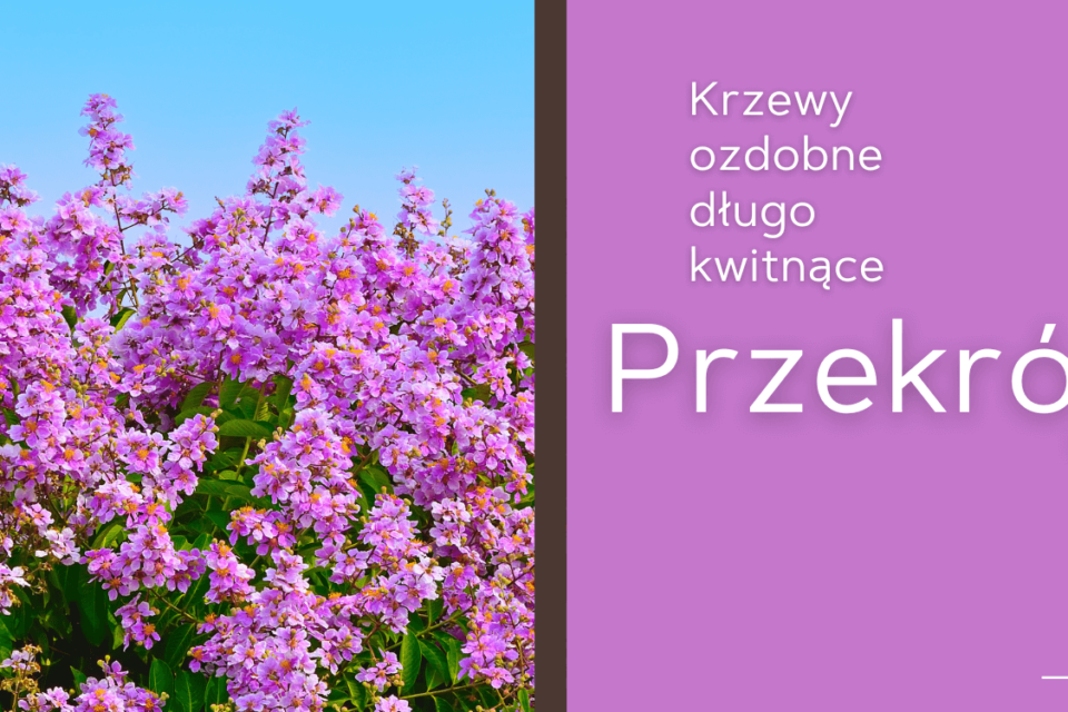 krzewy ozdobne kwitnące od wiosny do jesieni