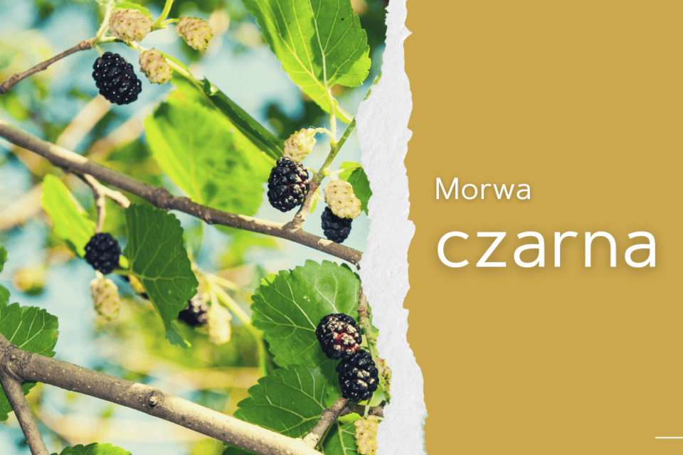 morwa czarna