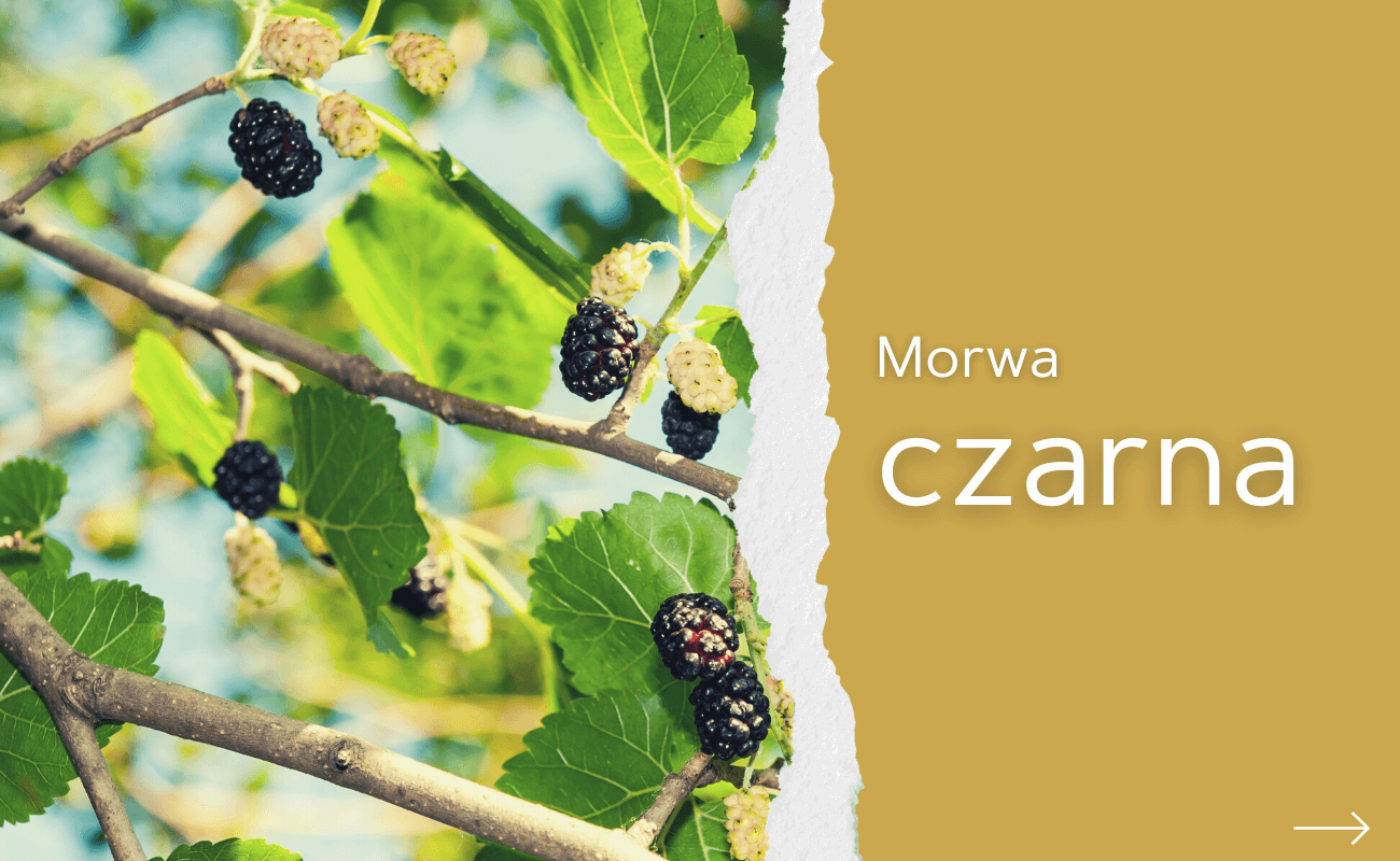 Morwa czarna – wygląd, wymagania, uprawa i właściwości - Rośliny