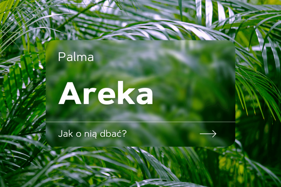 palma areka