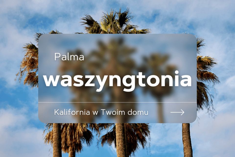 palma waszyngtonia