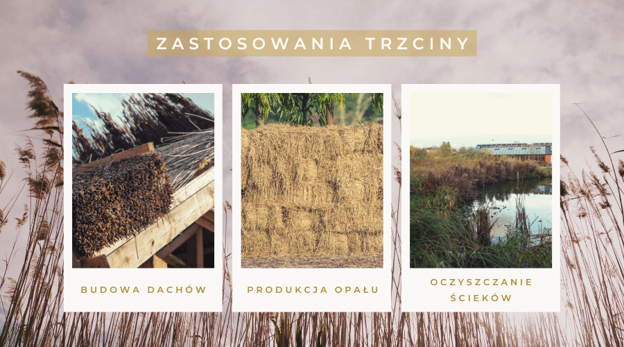 Trzciny Trzcina – charakterystyka, uprawa i wykorzystanie - Rośliny