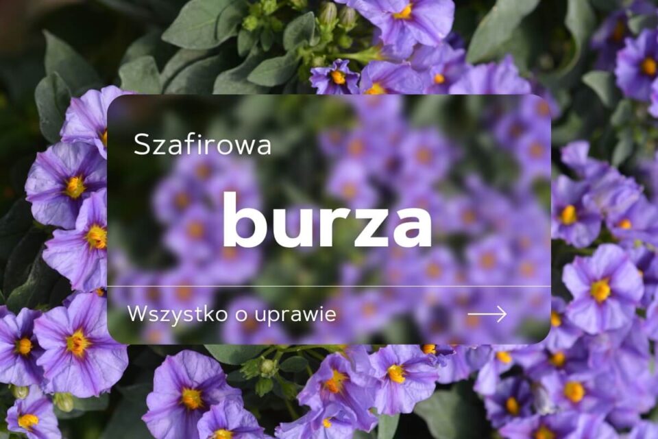 psianka szafirowa burza