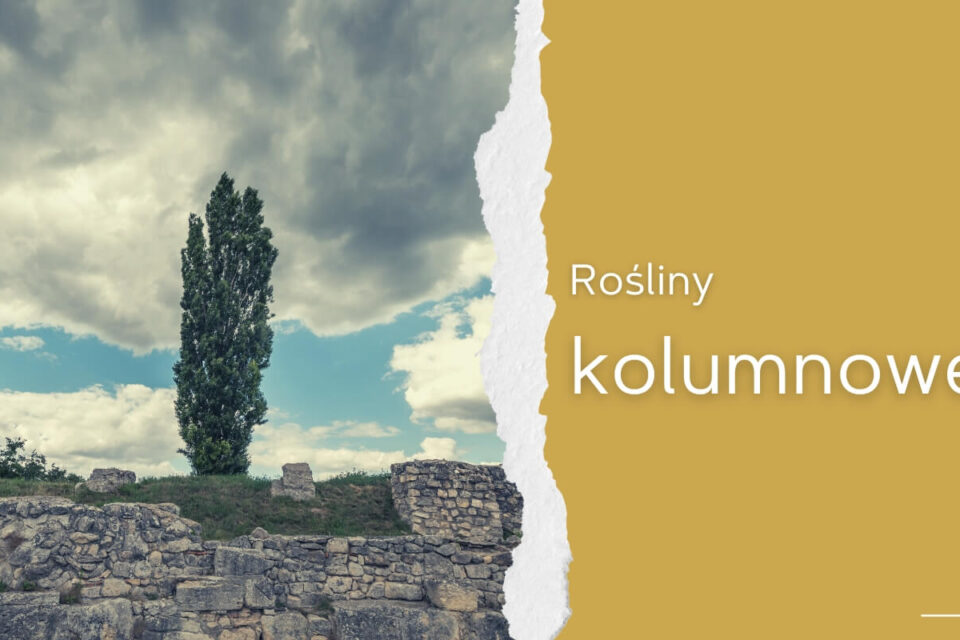 rośliny kolumnowe