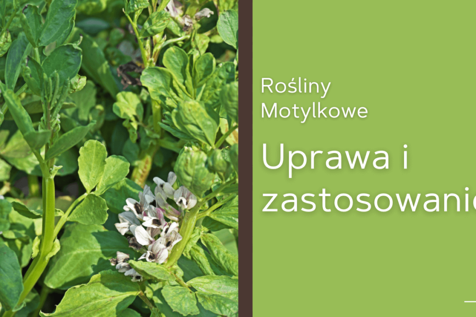 rośliny motylkowe