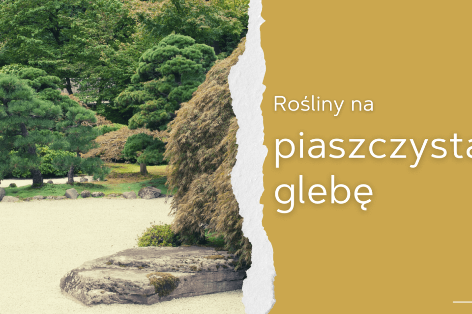 rośliny na piaszczystą glebę