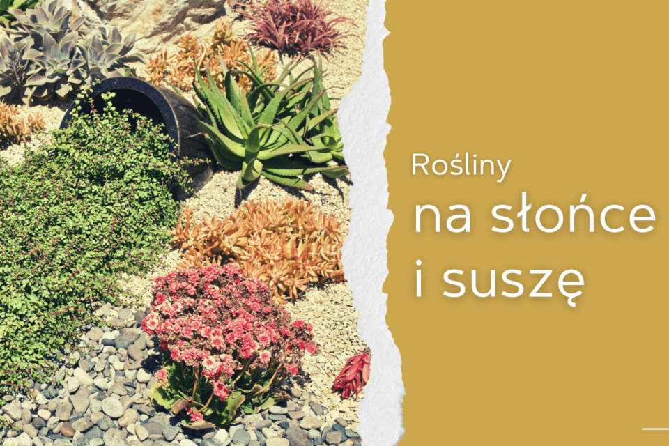 rośliny na słońce i suszę