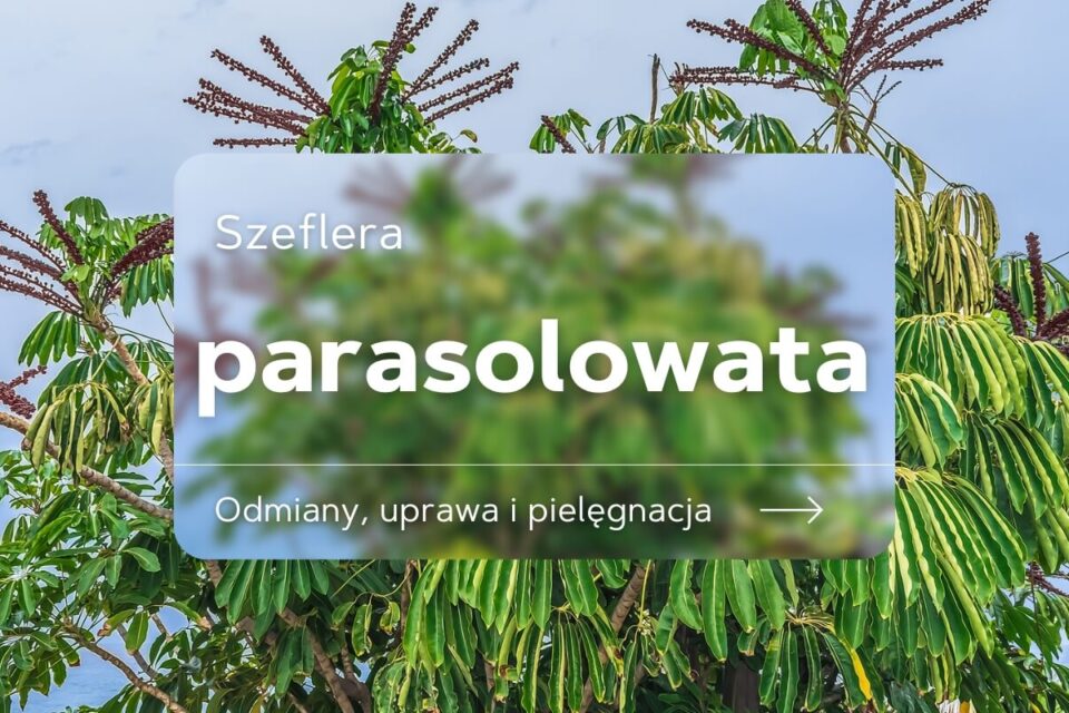 Szeflera Parasolowata Zastosowanie Uprawa I Piel gnacja