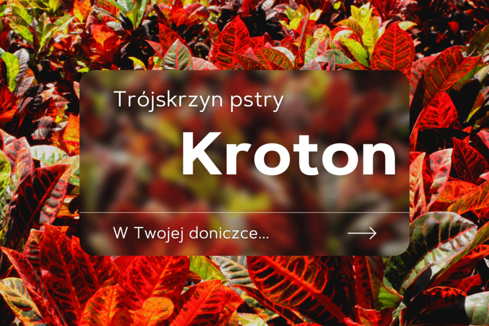 trójskrzyn pstry