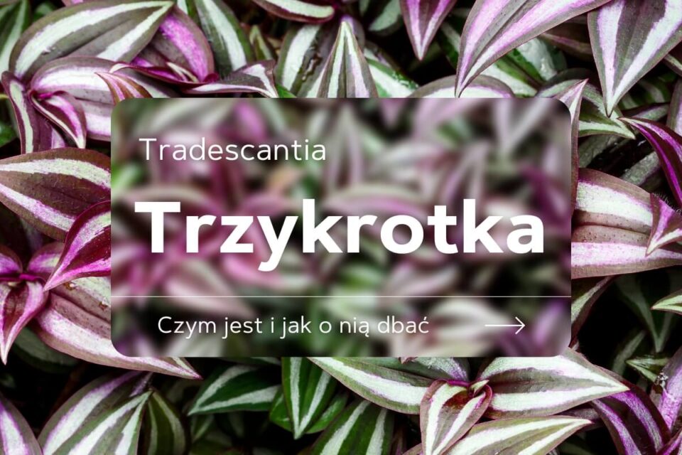 trzykrotka