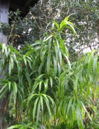 dracaena angustifolia