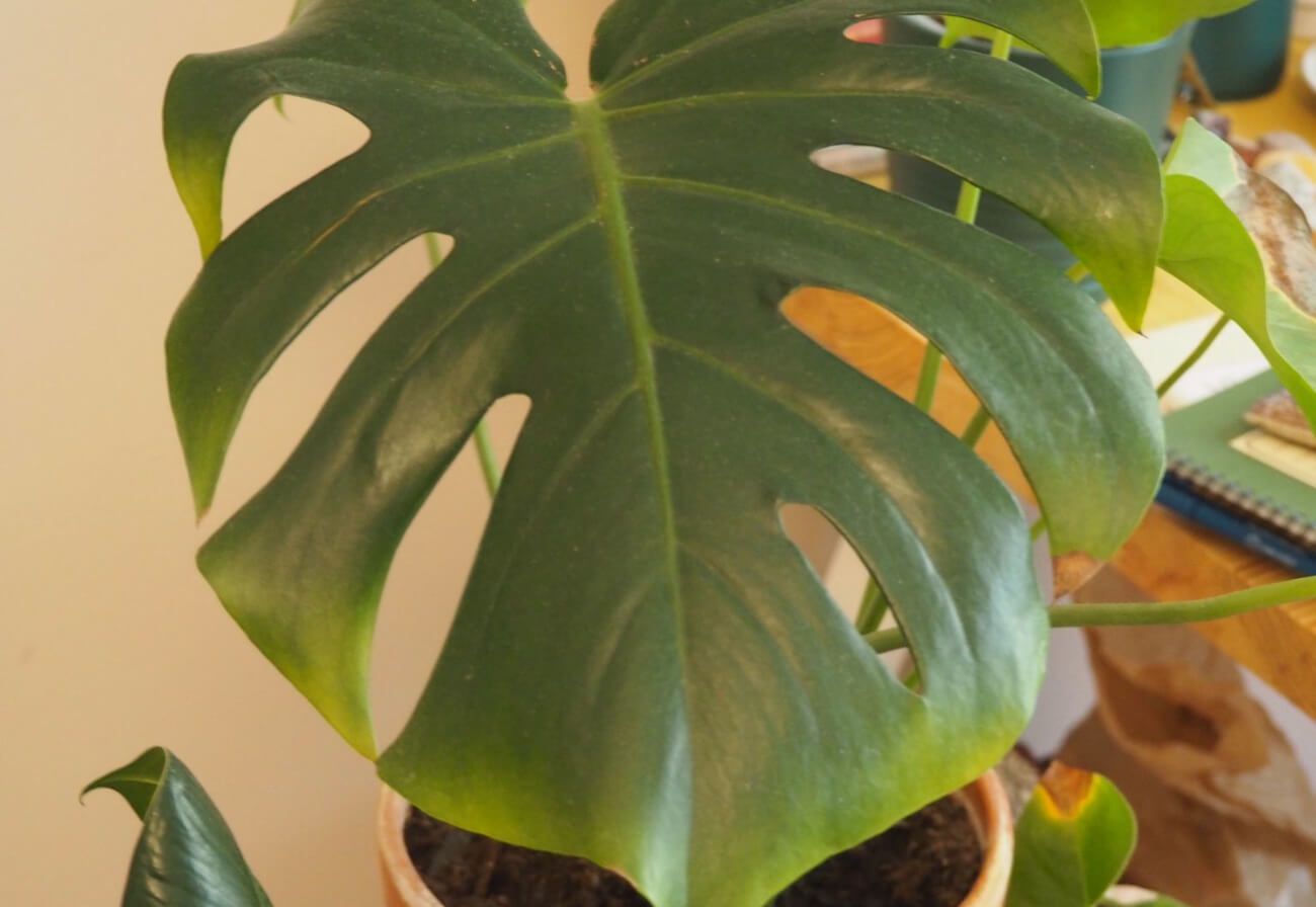 Monstera  te licie. Skd si bior? - Roliny