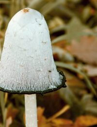 Coprinus comatus