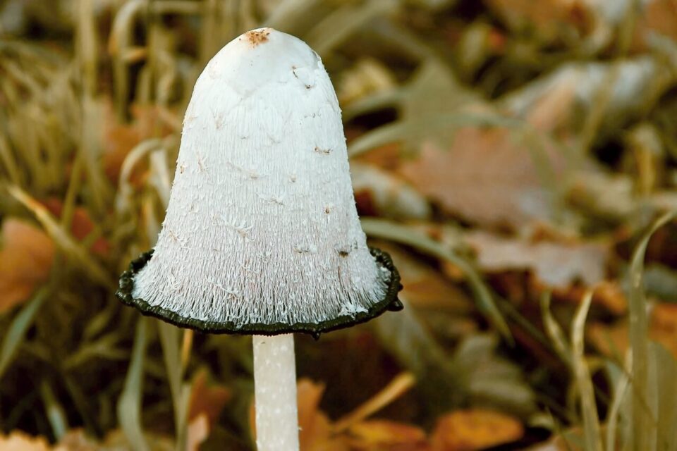 Coprinus comatus