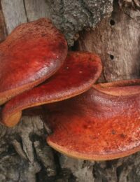 fistulina hepatica