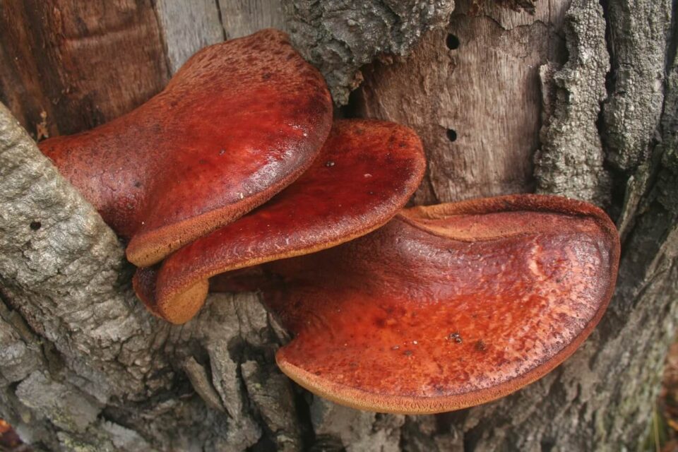 fistulina hepatica