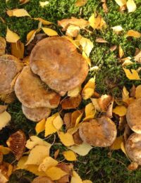 paxillus involutus