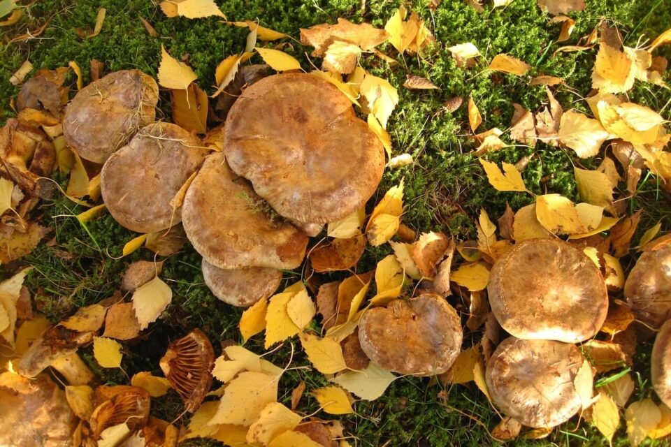 paxillus involutus