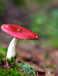 Russula emetica