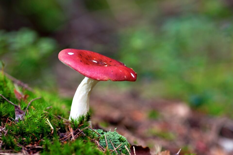 Russula emetica