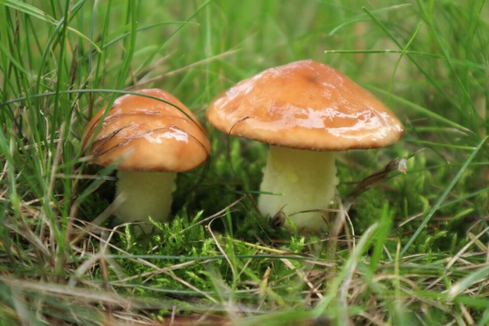 Suillus luteus