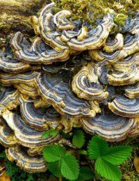 trametes versicolor