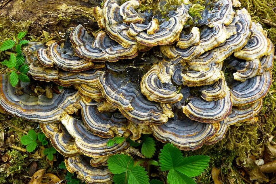 trametes versicolor