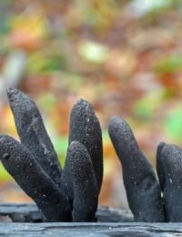 xylaria polymorpha