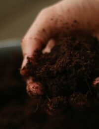 Jaką ziemię wsypać do donic ogrodowych